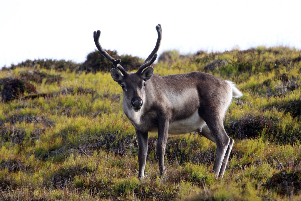 Threatened Species - Tundra Ecosystem